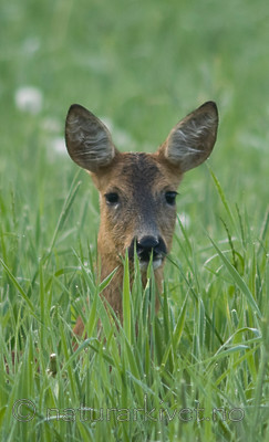 BB 07 0126 / Capreolus capreolus / Rådyr